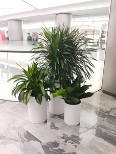 热词揭秘！杭州湾花木租摆哪家更出众？><div class=